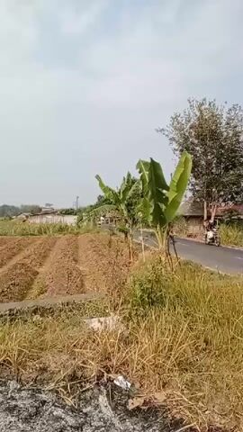 A handheld video shows an outdoor scene of agricultural land. The camera pans slowly from right to left, capturing rows of tilled soil, dry grass, and some vegetation. In the background, there are trees, a few small buildings, and a road. The sky is overcast with some clouds. The overall impression is of a rural agricultural area, possibly during a dry season.