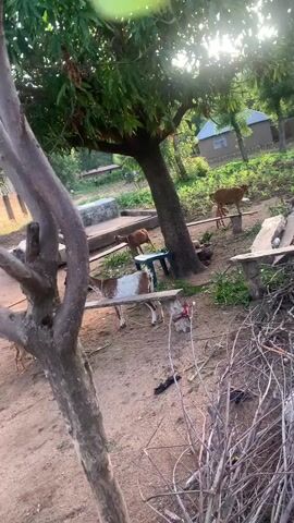 The video shows a group of goats in an outdoor area with trees and some buildings in the background. The ground is dirt and there are some dry branches in the foreground. One goat is brown and white, standing near a wooden bench. Another brown goat is further back, near a small green table. Two other brown goats are visible in the background, one on a raised platform. The sun is shining through the trees, creating a bright and somewhat hazy effect. There are no people visible in the video.