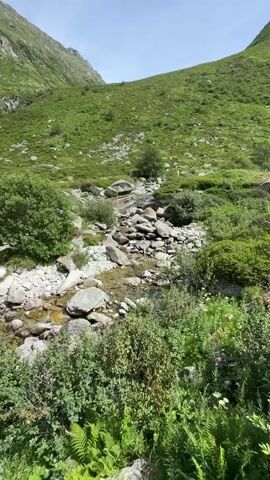 The media file depicts a scenic view of a mountain landscape in Hospental, Switzerland. The scene features a narrow, rocky stream flowing down a grassy, undulating mountainside. The stream bed is filled with numerous smooth, grey stones of varying sizes, with clear water trickling over them. Lush green vegetation, including ferns and bushes, grows abundantly on the banks of the stream and across the lower slopes of the mountain. In the background, a large, verdant mountain dominates the frame, its slopes covered in grass and dotted with scattered rocks and a few small trees. The sky above is a clear, pale blue, indicating fair weather. The sunlight suggests it is daytime, likely mid-morning or afternoon, casting a bright, natural light on the landscape. There are no people or man-made objects visible in the frame. The overall impression is one of natural beauty, tranquility, and the untouched wilderness of the Swiss Alps. The time of day appears to be daytime, and the weather is clear and sunny. The location is clearly identified as Hospental, Switzerland. There is no visible text in the media file.