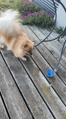 Pet grooming and relaxed outdoor activities in Chambœuf