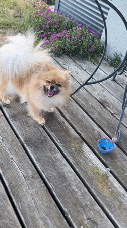 Pet grooming and relaxed outdoor activities in Chambœuf