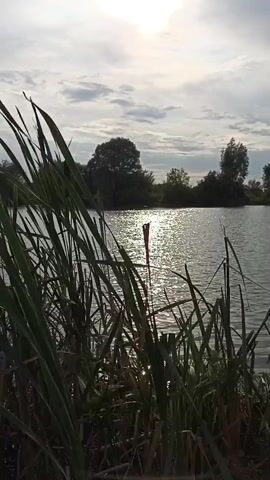 This is a short video clip of a calm lake or pond. In the foreground, there is tall grass and reeds swaying gently. The sun is shining brightly in the sky, reflecting on the water's surface, creating a shimmering effect. In the background, there is a line of trees and vegetation along the far bank of the water. The sky is partly cloudy. The overall atmosphere is peaceful and serene.