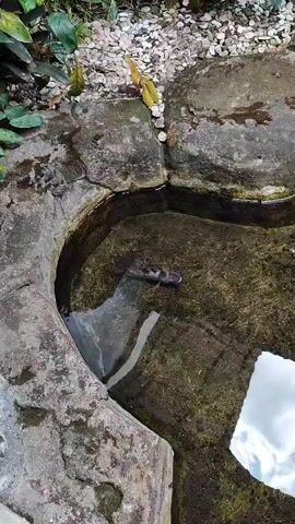 The video shows a shallow, rocky pool of water with a platypus swimming in it. The platypus is dark brown and has a duck-like bill and webbed feet. The water is clear and the bottom of the pool is covered in rocks and moss. There are some plants growing around the edge of the pool and some rocks and pebbles on the ground next to the pool. The sky is reflected in the water. The platypus is swimming slowly and appears to be foraging for food.
