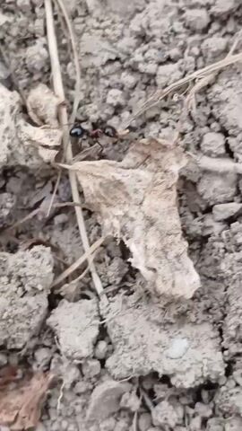 This is a close-up, vertical video of an ant navigating across dry, cracked soil interspersed with dried plant matter. The scene is likely outdoors, given the natural setting of soil and vegetation. The lighting suggests it could be daytime, possibly overcast, as there are no harsh shadows. The ant, a small, dark insect, is the primary subject, and its movement across the textured ground is the main activity. It appears to be foraging or traveling. The setting is desolate and arid, with pebbles and fragments of dried leaves and twigs scattered across the surface. There is no visible text in the video. The overall impression is one of natural, undisturbed wildlife activity in a dry environment.