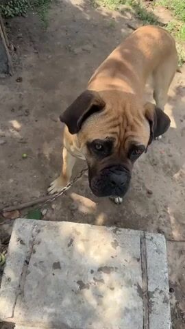 A large tan dog with dark brown ears is focused on the ground. The dog is wearing a metal chain collar. The dog is eating red cherries from a concrete surface. A person's hand is visible in the lower right corner of the frame. The ground appears to be dirt and scattered leaves. The lighting suggests it is daytime.
