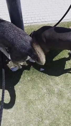 A medium shot shows two dogs near a pole. The dog on the left, a husky mix, is gray and white with its rear end facing the camera. It has a leash attached to a harness. The dog on the right is dark gray or black and is facing away from the camera, sniffing near the base of the pole. It also has a leash attached to a collar. Both dogs are on grass, with a paved walkway visible in the background. The sun casts shadows.
