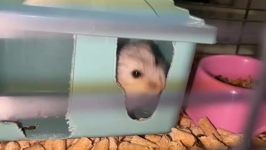 This video shows a close-up view of a dwarf hamster in its cage. The hamster, with its distinct grey, white, and brown markings, is peeking out of a light blue plastic house. Its tiny pink paw is visible as it emerges. The cage bedding consists of light-colored wood shavings. A bright pink food bowl, partially filled with what appears to be hamster food, is positioned to the right of the house. The cage itself has black metal bars, and a yellow plastic base is visible underneath the bedding. The lighting suggests it is daytime indoors, and there are no discernible weather cues. The scene is confined to the interior of the hamster's habitat. The hamster's action of peeking out of its house could be interpreted as curiosity or a moment of exploration within its familiar environment. No text is visible in the video. The location context of Novopokrovskaya, Russia, indicates the geographical setting, though this cannot be directly inferred from the visual content of the video itself.