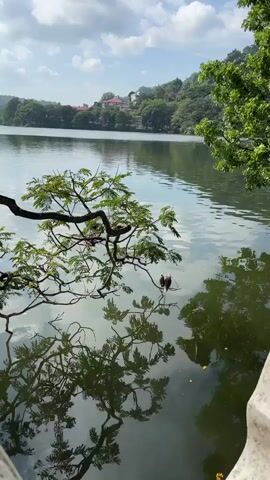 The video shows a wide shot of a lake on a partially cloudy day. A tree branch with green leaves extends into the water from the left side of the frame, its reflection visible on the water’s surface. Two birds are perched on the branch above the water. In the distance, across the lake, a few houses and trees are visible on a hill. The water is calm and reflects the sky, clouds, and surrounding greenery. The right side of the frame includes additional foliage. The camera appears to be stationary.