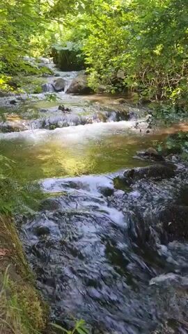 A shallow stream flows through a forest. The water is clear and reflects the sunlight. Rocks and moss cover the streambed and banks. Lush green trees and foliage surround the stream. The scene is peaceful and natural.