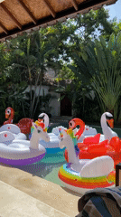 Inflatable pool floats spotted in Kuta swimming pool