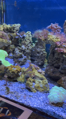 Visitor tours aquarium exhibits in Saint Petersburg