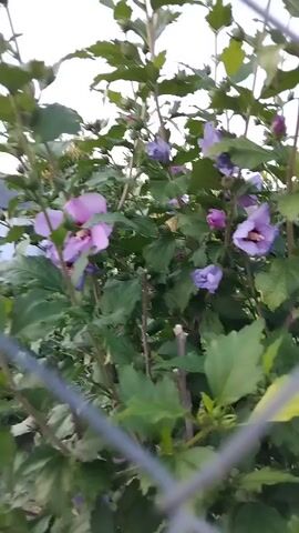 A close-up video captures a bush with green leaves and purple and pink hibiscus flowers. Some flowers are fully bloomed, while others are buds or partially opened. The bush is partially obscured by a grey metal fence in the foreground. The background is a light, overcast sky. The camera angle is slightly upward, looking into the foliage.