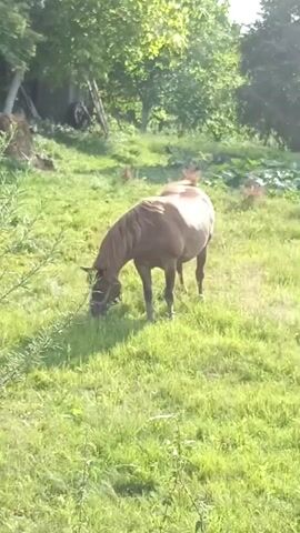 A light brown horse stands in a grassy field, partially obscured by foliage on the left. The horse is facing left, with its head lowered as if grazing. Sunlight illuminates the horse's body, creating highlights and shadows. In the background, trees with green foliage are visible, suggesting an outdoor, rural setting. A wooden structure and a pile of hay are also present in the background. The overall impression is a serene scene of a horse in a natural environment.