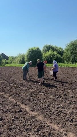 Four people are working in a plowed field on a sunny day. One person uses a hoe to dig holes in the ground, while another carries a white bag and a third person carries a white bucket. The fourth person stands observing. The field is bordered by trees in the distance, and there is a house visible in the far left background. The sky is clear and blue.