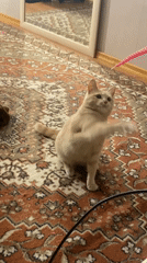 Cat sits on ornate rug in Krasnoyarsk home
