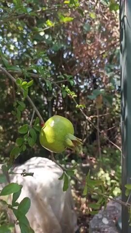 A close-up shot focuses on a small, unripe green pomegranate hanging from a branch of a tree. The pomegranate is round with a slightly elongated top and appears to have a few drops of water on its surface. It is surrounded by green leaves and thin branches. In the background, the scene is blurred, showing more foliage and the suggestion of sunlight filtering through. To the left of the pomegranate, a large object covered in a light-colored, translucent material is visible, partially obscuring some of the background. To the right, a dark green vertical pole stands against a lighter grey concrete surface. The overall environment appears to be an outdoor setting, likely a garden or yard. The video is short, lasting only four seconds, with subtle movement of the leaves and branches due to a gentle breeze or camera shake.