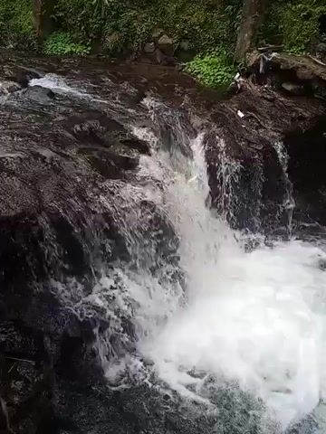 The video shows a waterfall flowing over dark rocks surrounded by lush green vegetation. The water is clear and turbulent, creating a white foamy effect as it plunges downwards. The surrounding environment is natural, with trees and foliage visible in the background. The shot is close-up, focusing on the cascading water and the immediate rocky terrain.