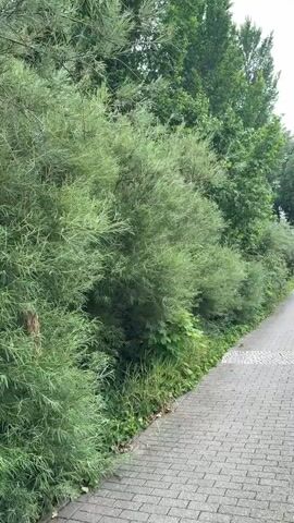 The video pans across a scene in Rathenow, Germany, showcasing a paved walkway lined with lush green foliage. On the left, dense bushes and trees create a verdant wall, their leaves a vibrant green. The walkway, constructed of grey pavers with a patterned border, stretches into the distance.

In the mid-ground, a bridge with a distinctive red building on top spans across what appears to be a canal or waterway. The bridge has a red railing and metal supports, adding a touch of color to the scene. Further along the walkway, a lamppost stands tall on the right side, its modern design contrasting with the natural surroundings. The sky is overcast, suggesting a cloudy day, and the overall atmosphere is peaceful and serene.

The camera movement is smooth, offering a gentle reveal of the environment. The video captures the typical urban greenery and infrastructure found in a German town, evoking a sense of calm and exploration. There is no visible text in the media.