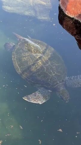 A sea turtle swims in shallow, dark green water. Part of a brown and orange structure is visible in the upper right corner of the frame.