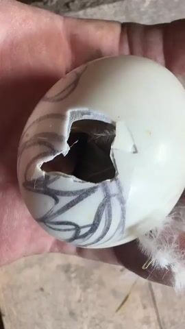 A close-up, top-down shot captures a person's hand holding a partially hatched egg, revealing a tiny chick emerging. The egg, a pale white, is decorated with abstract, dark grey scribbled lines. A small, jagged opening in the shell exposes the dark interior and a glimpse of the chick's downy head and beak. A few wisps of white down are visible clinging to the outside of the egg and the person's fingers. The background is out of focus, showing a textured, light brown surface that suggests a rustic or outdoor setting, possibly straw or dirt. The lighting appears to be natural, indicating daytime. The image evokes a sense of new life and the delicate process of hatching. No visible text is present.