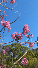 Cats, chickens, and spring blossoms at a Thora property