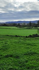 Rural springtime scenes captured in Ribeira Grande, Portugal