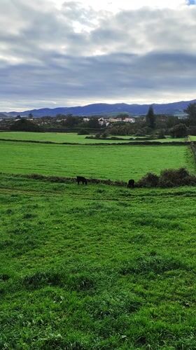 Rural springtime scenes captured in Ribeira Grande, Portugal