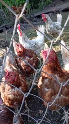A group of chickens are visible behind a wire fence in an outdoor enclosure. The chickens are of various colors, including brown, white, and gray. Some of the chickens have red combs and wattles. The ground in the enclosure appears to be dirt and straw. There is some debris in the background, including wooden planks and what looks like a ladder. The scene is lit by natural sunlight, casting shadows. The camera is focused on the chickens and the fence, with the background slightly blurred.