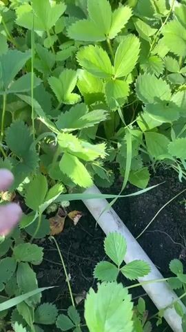 The video shows a close-up view of a strawberry plant with green leaves and several red strawberries. The camera moves through the foliage, revealing the berries and the plant's structure. There is a white pipe visible in the lower right corner of the frame.
