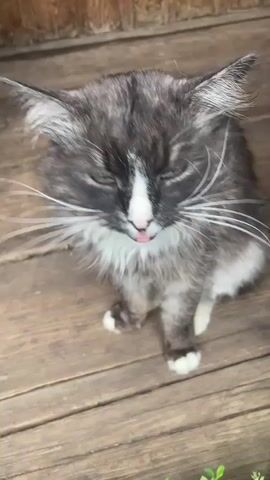 A fluffy, grey and white cat sits on a wooden porch. The cat has green eyes and is looking down. Its ears are pointed and its whiskers are long. The cat is sitting with its front paws together. The porch is made of wooden planks and there is a wooden wall behind the cat. There are some green leaves in the foreground.