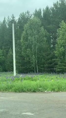 The video displays an outdoor scene from a moving perspective, revealing a lush green landscape under an overcast sky. In the foreground, a field of vibrant green grass is visible, interspersed with numerous clusters of purple flowers, likely lupines. Behind the field, a dense line of trees stretches across the frame, comprising both tall coniferous trees (darker green) and deciduous trees (lighter green). A white utility pole with visible overhead wires passes by on the right side of the frame as the camera moves horizontally. The overall environment suggests a rural or semi-rural setting during daytime. Music is audible in the background.