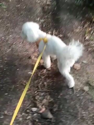 A white poodle is being walked on a yellow leash on a dirt path in a wooded area. The camera is moving along with the dog and owner. The ground is covered in leaves and dirt.