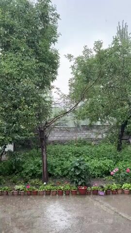 The video shows a view of trees and plants during a rain shower. The rain is visible as streaks falling through the air. The trees are green and leafy, and there are also some smaller plants and flowers in pots in the foreground. A brick wall is visible in the background. The sky is overcast.