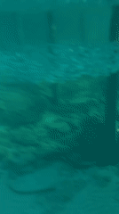 Underwater life around a pier in Northern Cyprus