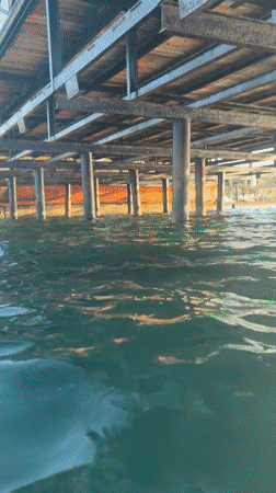 Underwater life around a pier in Northern Cyprus