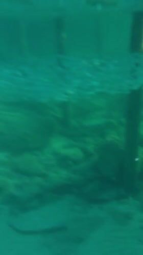 Underwater life around a pier in Northern Cyprus
