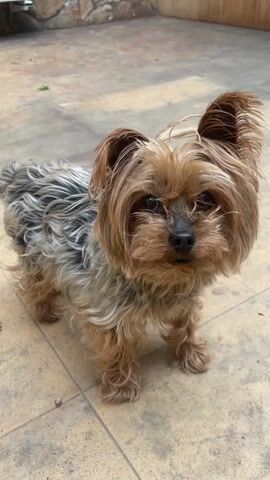 The video features a small, furry Yorkshire Terrier standing on a tiled surface. The dog has a mix of golden brown and grey fur, with a darker nose and eyes. Its ears are perked up, and it turns its head slightly from side to side. The background includes a rough stone wall and what appears to be part of a wooden structure. The lighting is natural, suggesting an outdoor setting.