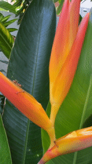 Tropical garden moments captured in pre-dawn Kuta Selatan