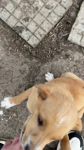 Here is a description of the video:
The video shows a person holding a small, tan puppy. The puppy is covered in dirt and has white paws. The person is wearing sneakers and a bracelet. The puppy is barking and trying to bite the person's hand. The background is a dirt and stone area.