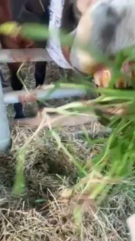 A person hand-feeds a horse bundles of grass. The horse is brown and white with black ears and has white bandages wrapped around its head. The bandages are printed with the letters IEXCA. The ground is covered in grass and hay. There is a green feeding trough in the background. The person is wearing a white sweater.