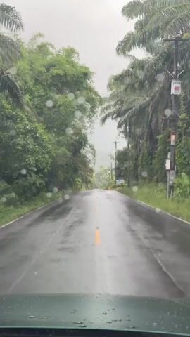 The video shows a view from inside a vehicle driving on a wet, paved road. The road has a yellow double line marking the center. On both sides of the road, there are lush green trees and palm trees. In the distance, there are mountains partially obscured by mist or rain. There are also utility poles with wires visible along the right side of the road. Raindrops are visible on the windshield of the vehicle, indicating it is raining or has recently rained. The overall atmosphere is overcast and humid.