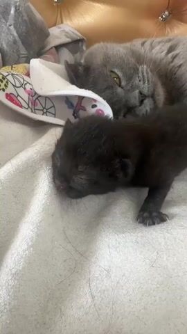 A black kitten wobbles and flails its legs on a white blanket. A gray Scottish Fold cat lies nearby, watching the kitten. A slipper with a cartoon pattern is placed on the blanket between the cat and the kitten. The background is a tufted gold headboard.