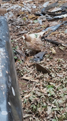 Man with dog and hen with chick observed separately