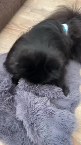 A black pomeranian dog is lying on a soft grey fuzzy blanket. The dog is looking down at the blanket and then looks up at the camera with its mouth open as if panting or smiling. The dog has a blue and white collar on its neck. In the background, there is a brown piece of furniture and a wooden floor.