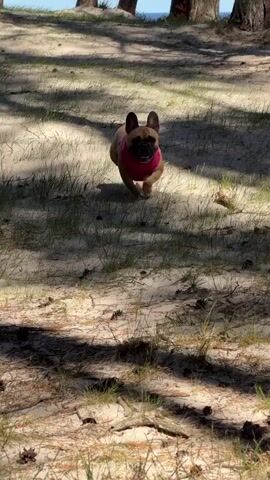 A brown and black French Bulldog with a pink harness runs towards the camera on a sandy forest floor dappled with sunlight and shadows. The dog is trotting through sparse grass and pine needles. In the background, blurred trees and a glimpse of blue water are visible.