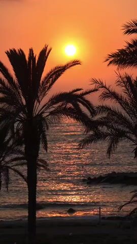 The video shows a sunset over the ocean, framed by palm trees. The sun is a bright, orange orb high in the sky, casting a warm glow over the scene. The ocean is calm, with gentle waves lapping at the shore. The palm trees are silhouetted against the vibrant sky, their fronds rustling in the breeze. The overall impression is one of tranquility and natural beauty.