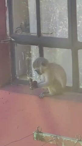 The video shows a vervet monkey sitting on a windowsill outside a building. The monkey is eating something held in its hands. The window has a dark frame with multiple panes. The wall of the building is painted a light red color.  A wire is visible extending from the wall near the bottom of the frame. The background is out of focus, suggesting a natural environment.