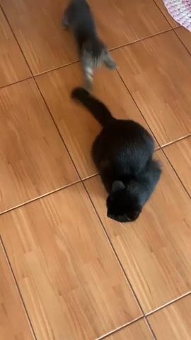 A high-angle shot shows two cats on a tiled floor. A small, grey tabby kitten is playing with a larger black cat. The kitten playfully bats at the black cat's tail and paws at its back. The black cat appears relaxed and mostly ignores the kitten's antics. The floor is made of square, wood-patterned tiles.