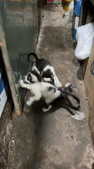 Street cats and kittens documented in Vietnamese urban area