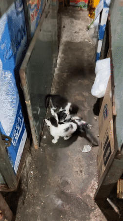 Street cats and kittens documented in Vietnamese urban area